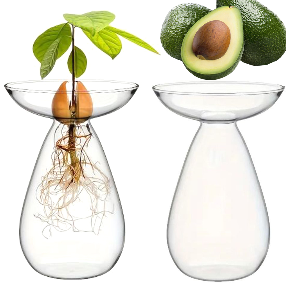 Propagation Station Vase - Avocado-Samen-Startbehälter Hydroponische Vase Transparente Pflanzenvermehrungsstation Glas-Avocado-Baum-Blumenvase