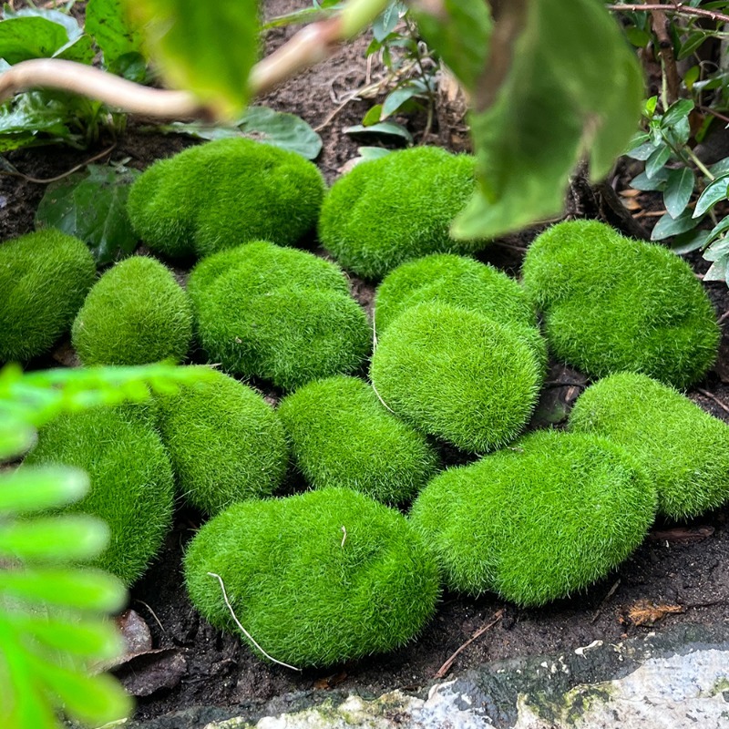 5/30 Stück Simulierte Moosstei – Sphagnum Moss Dry Bewertung und Preis