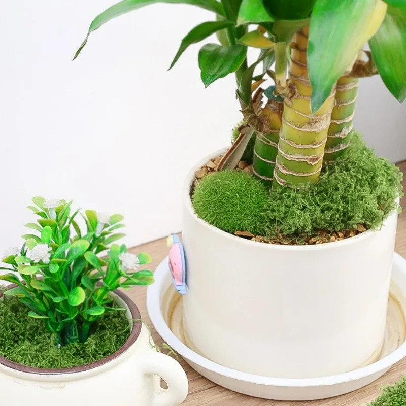 30/300G Künstliches Realistisc – Sphagnum Moss Dry Bewertung und Preis