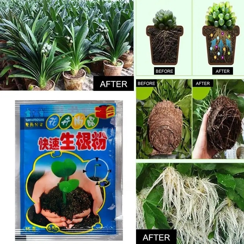5 stücke Schnelle Verwurzelung – Rooting Hormone Powder Bewertung und Preis