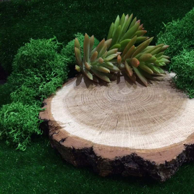 20G Natürliche Moos Künstliche – Sphagnum Moss Dry Bewertung und Preis